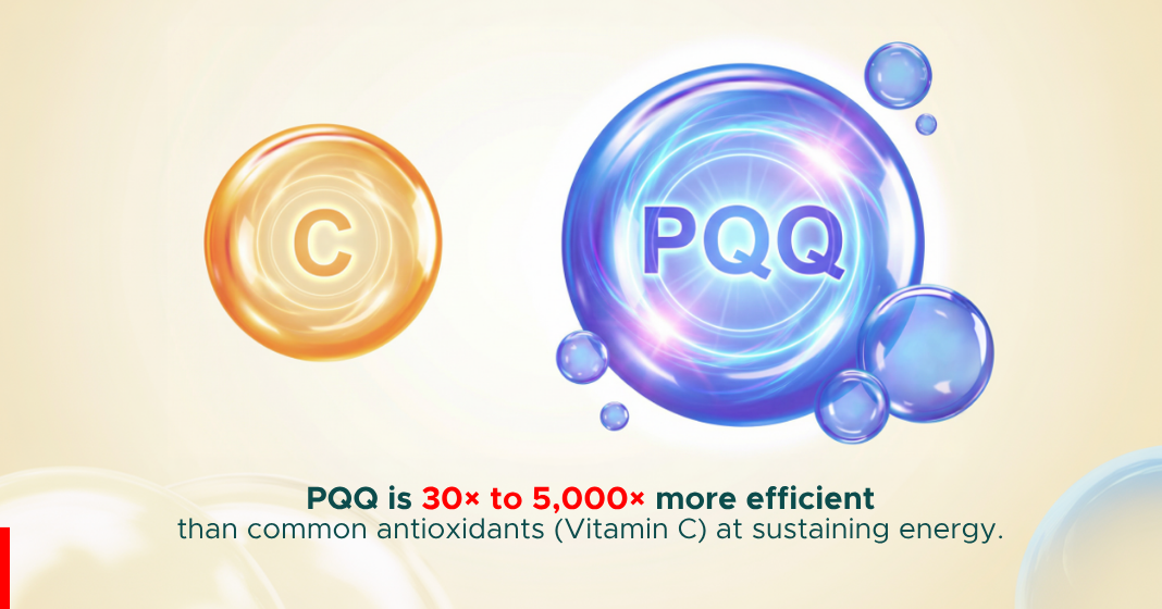 Visual 2 1068px × 560px 1 Sky Nutraceuticals From Niche to Necessity: Why PQQ’s "Mitochondrial Biogenesis" Claim is the New Gold Standard for 2026 Formulations